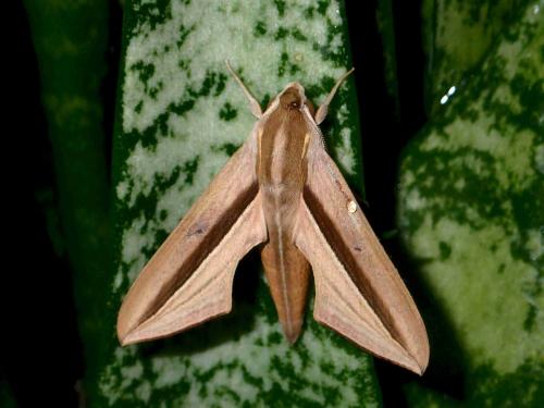 Theretra silhetensis